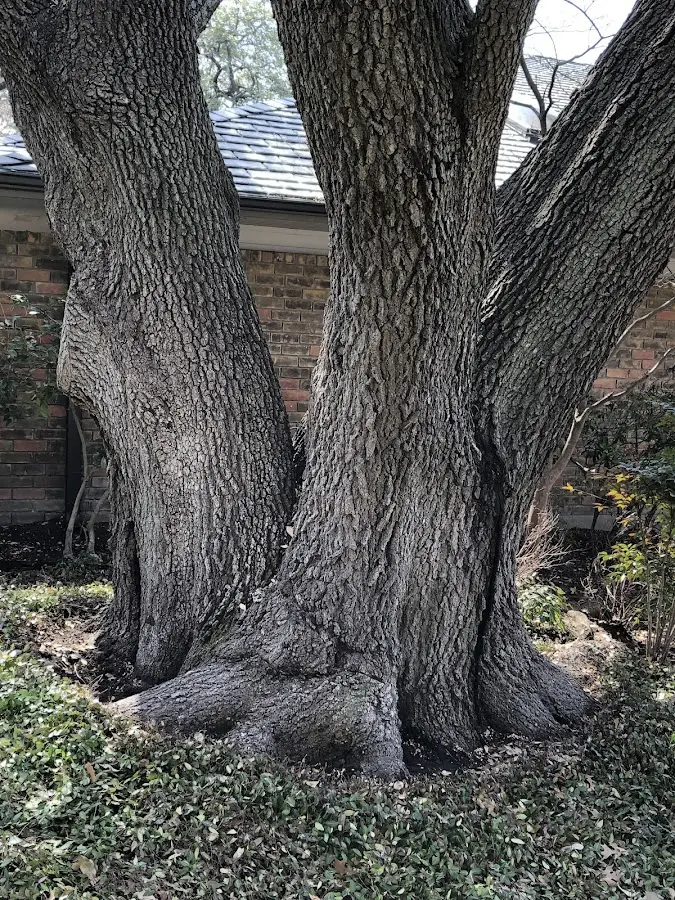 Mature heritage tree close to a Dresden property cared for by certified arborists